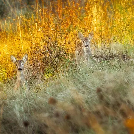 Castello Di Pupaggi ファームステイ