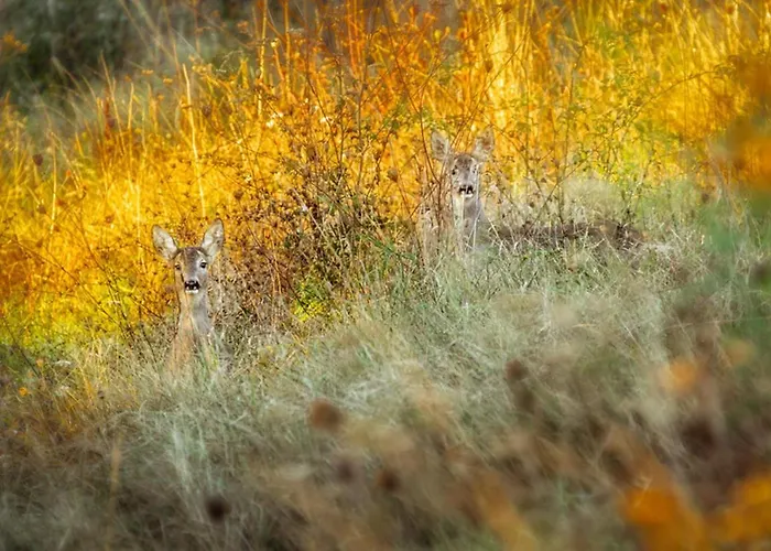 Castello Di Pupaggi Alojamento de Turismo Rural